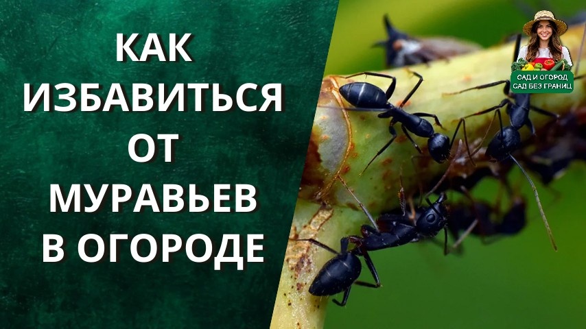 как избавиться от муравьев в огороде