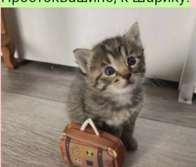 К отпуску готов, поеду в Простоквашино к Шарику, новая подборка смешных мемов с животными