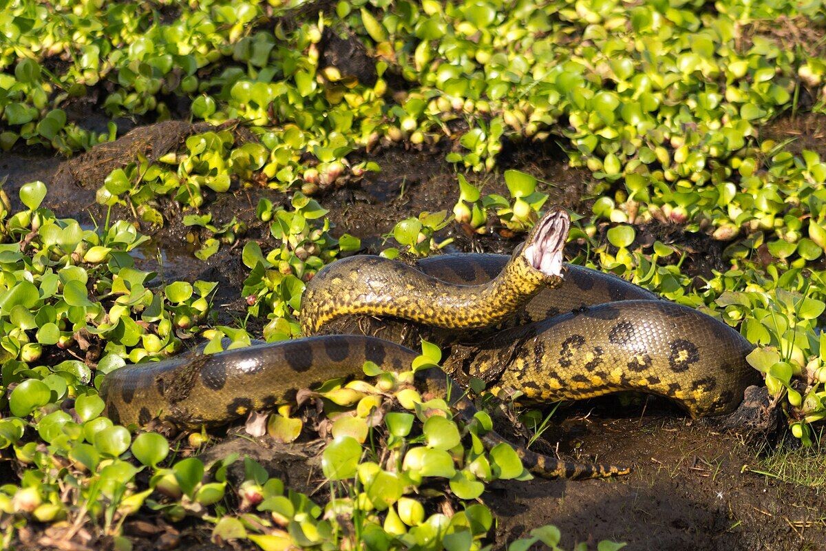 Фото с сайта: https://ru.pinterest.com/pin/northern-green-anaconda-wikipedia-in-2025--504332858291024674/