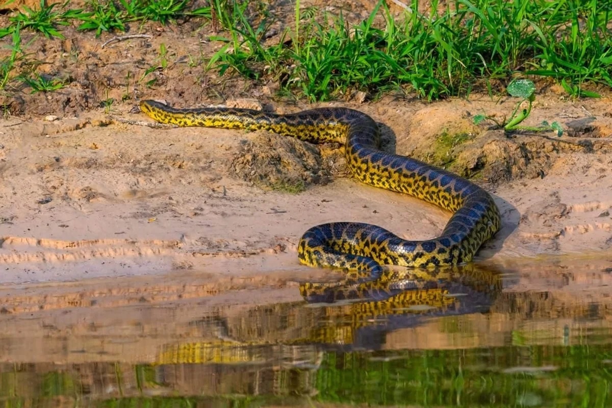 Фото с сайта: https://www.gitelescourlis.fr/les-serpents-fossiles-sont-extremement-rares-comment-les-anacondas-defient-levolution-depuis-12-millions-dannees/