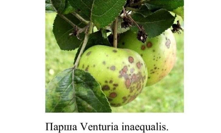Парша
