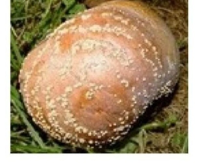 Монилиоз