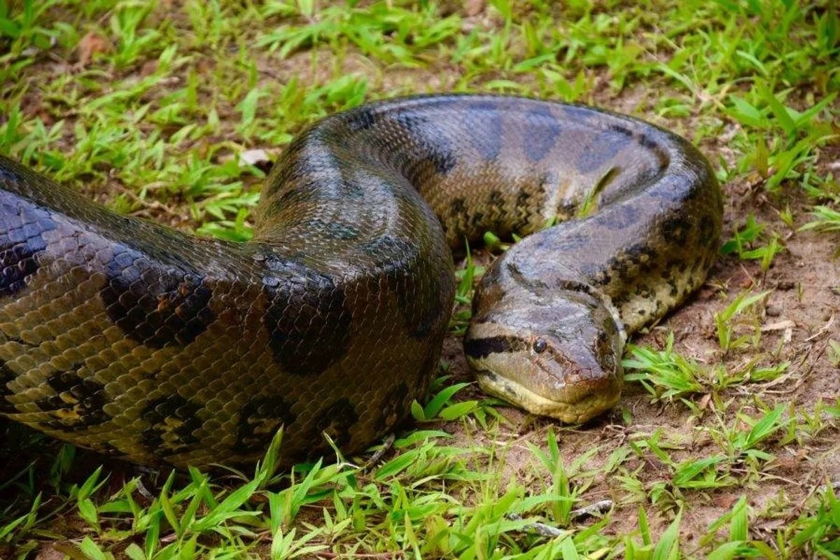 Фото с сайта: https://aratuon.com.br/cidade/anaconda-de-cinco-metros-e-encontrada-em-hotel-no-litoral-norte-da-bahia/