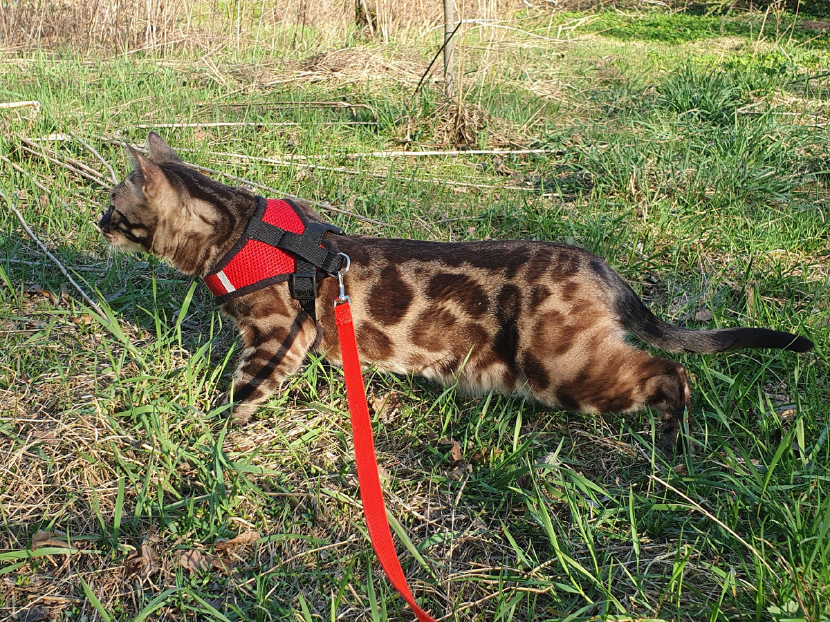 Кот автора на прогулке