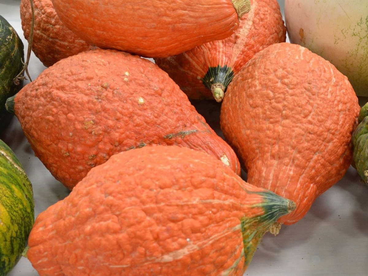 Сквош Золотой Хаббард (Cucurbita maxima cv. Golden Hubbard). Чудесный старинный сорт известный с 1898 года. Мякоть сладкая с тонким классическим вкусом. Молодые плоды можно использовать как кабачки. 