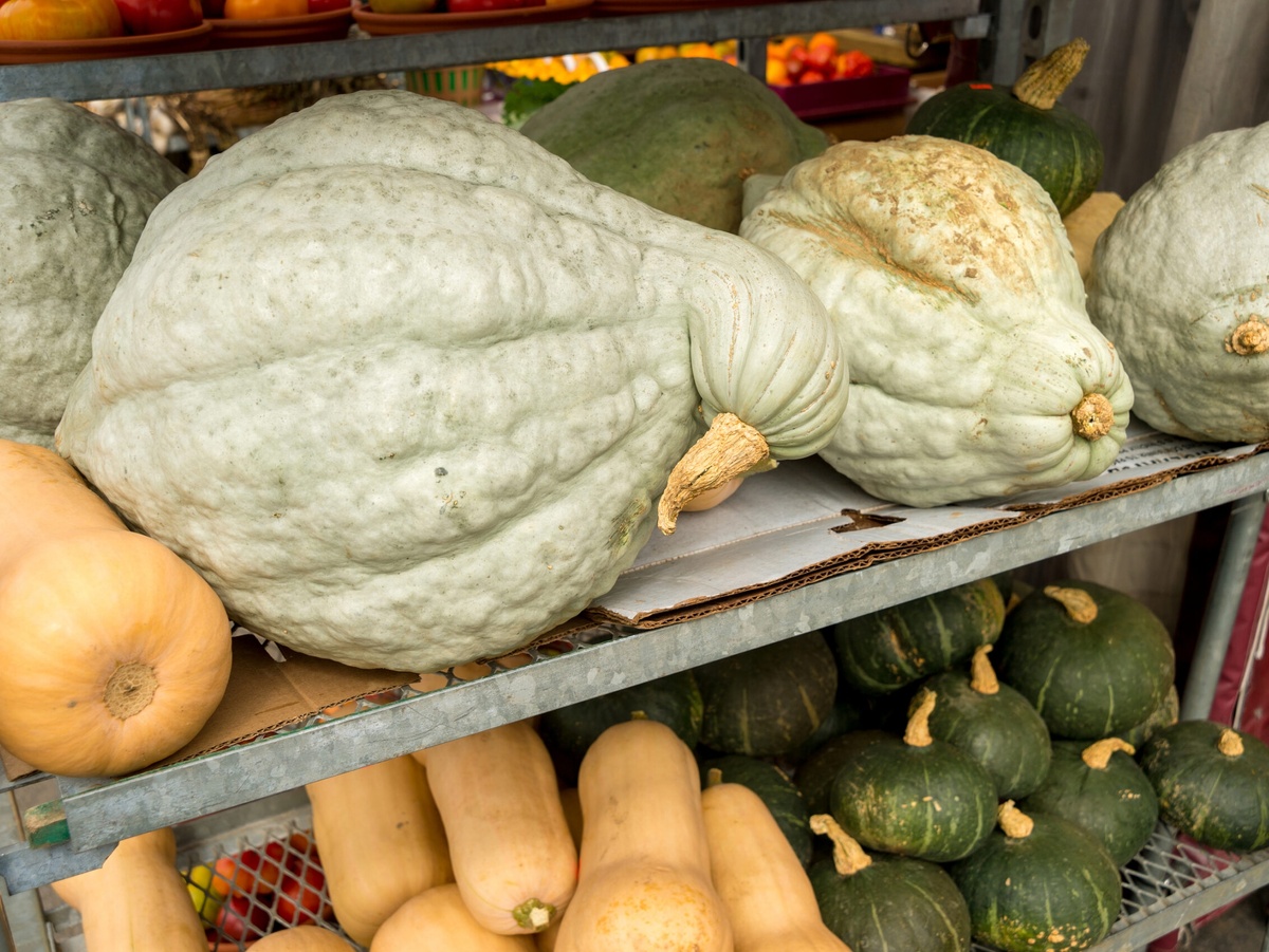 Сквоши. Фото: harvesttotable.com