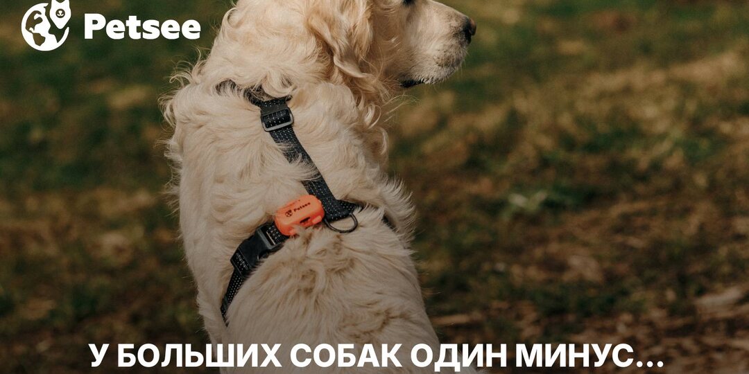 Породы собак, которые стареют слишком быстро