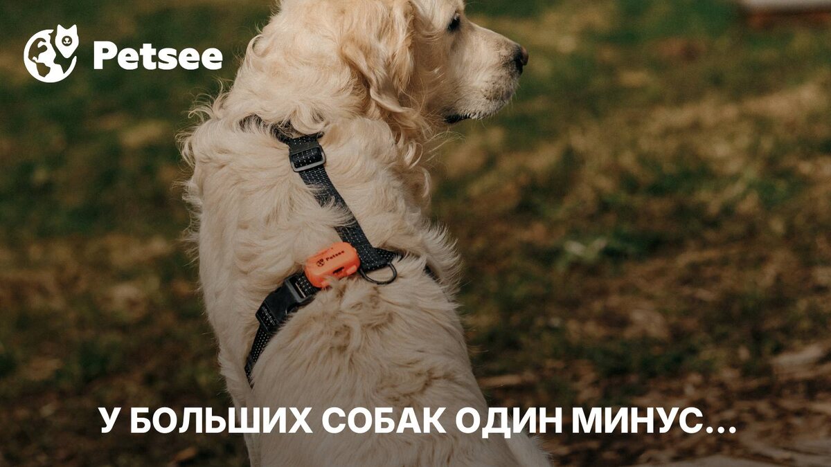Породы собак, которые стареют слишком быстро