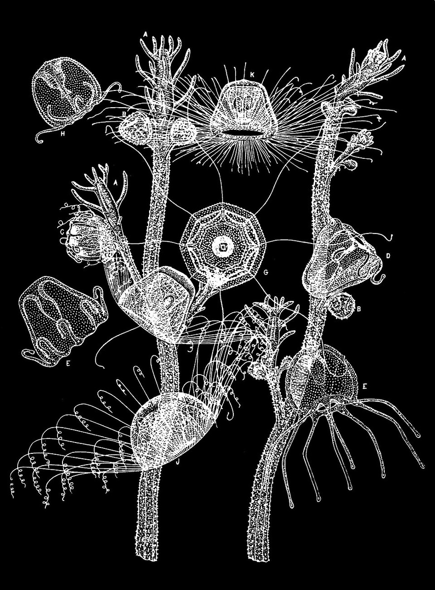 https://ru.wikipedia.org/wiki/Turritopsis_dohrnii#/media/Файл:PSM_V33_D765_Turritopsis.jpg