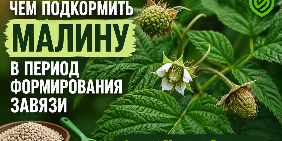 Чем подкормить малину в период формирования завязи