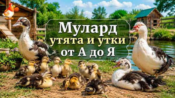 Муларды от А до Я – как вырастить мясных утят без паники, болотного хаоса и кормового банкротства 🦆😅