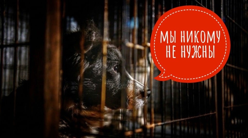 Нет корма! Нет денег на обследования и лекарства. ПРОСТО НЕТ ничего!