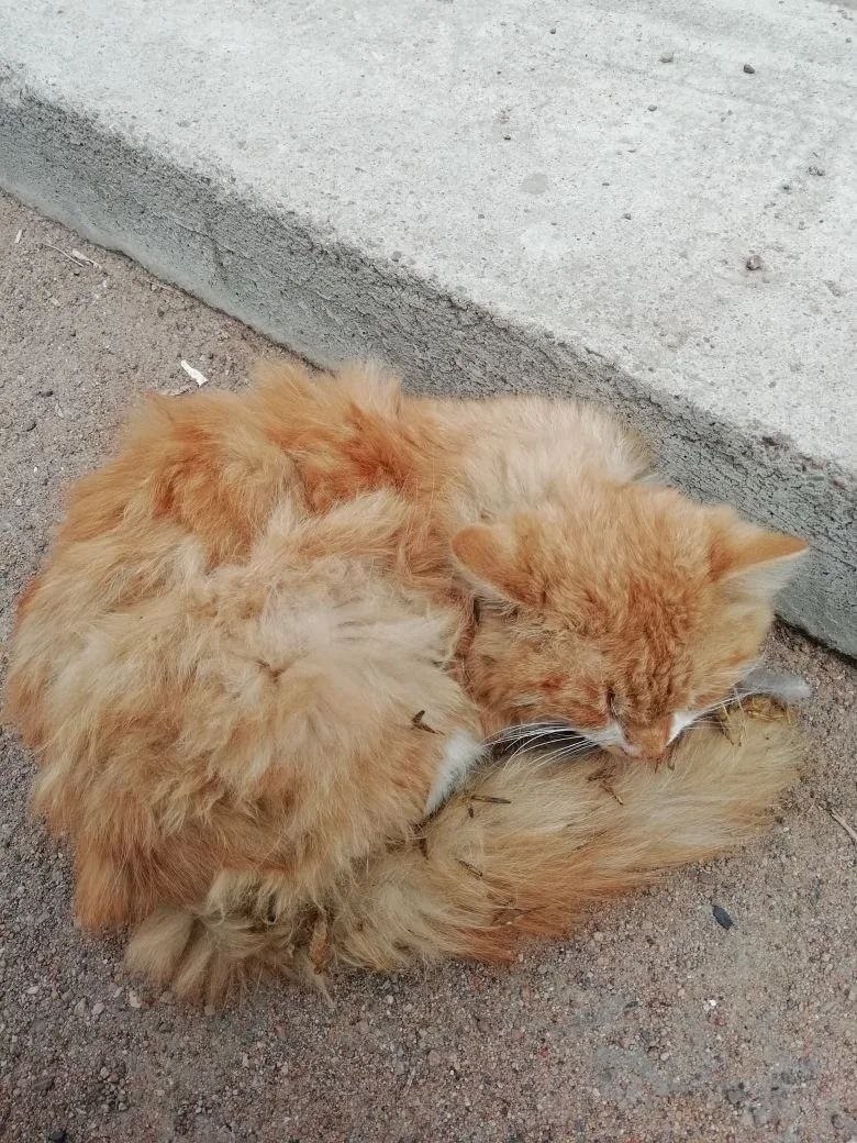 Котик, который на верхнем видео, до того, как его забрали в приют