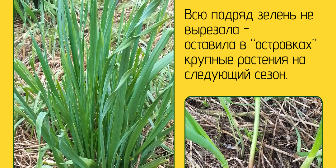 Нашла в огороде зелёные «островки счастья»