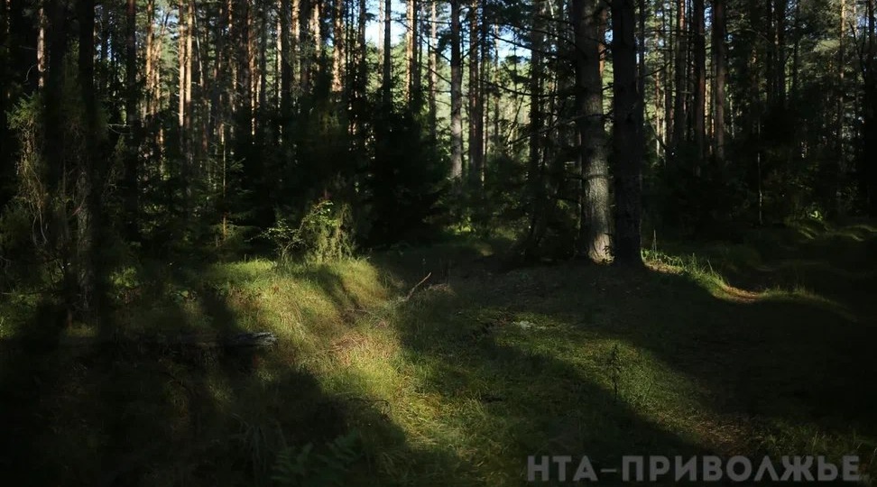 Спасатели в Татарстане эвакуировали велосипедистку из леса
