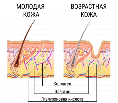 Источник: aherbia.com Автор: Dmitry Neznakomov