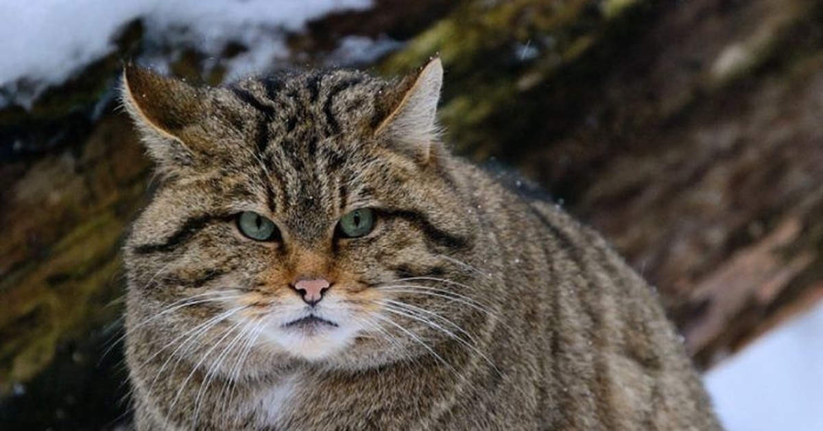 Кавказский лесной кот Источник: pikabu.ru