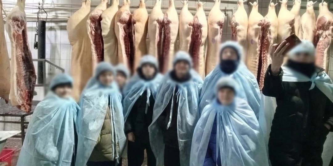 «Мясо по программе»: экскурсия на скотобойню как новый тренд в школьном образовании