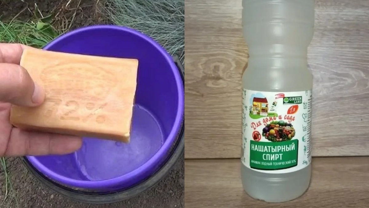Два ингредиента, которые найдутся на любой даче