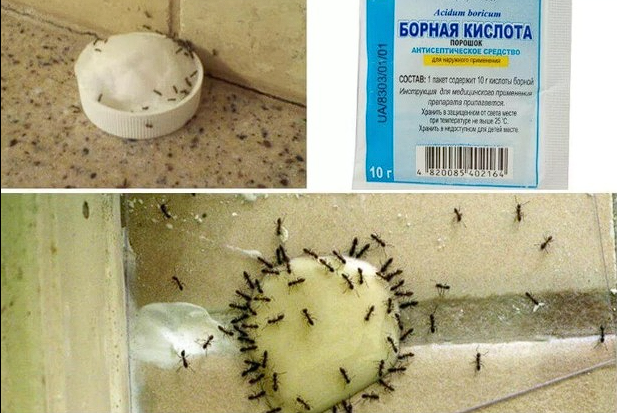 Дешёвая и эффективная ловушка от муравьёв. Источник: geradez.ru