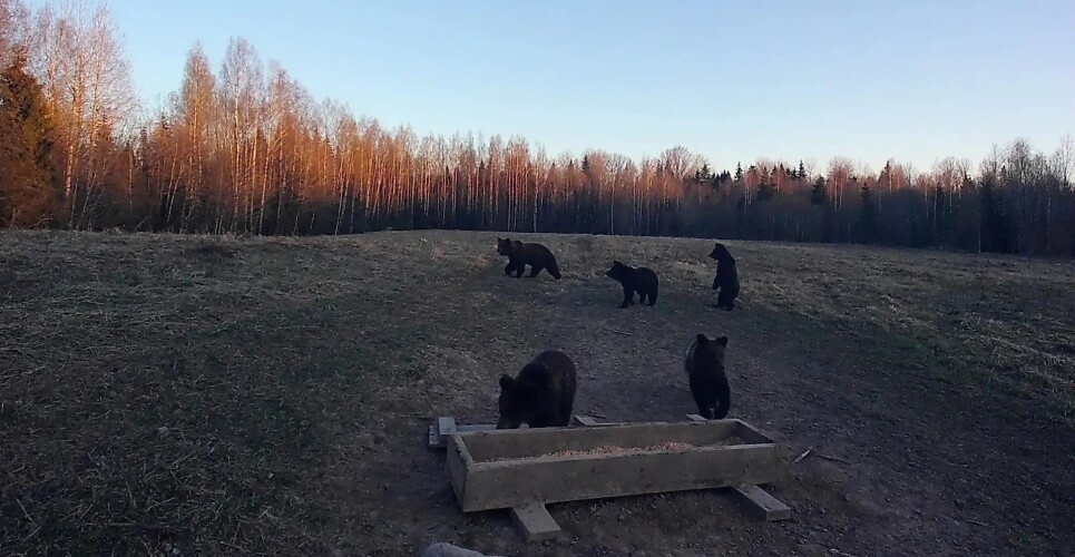 В Новгородской области зафиксировано увеличение численности медведей, лосей и косуль.