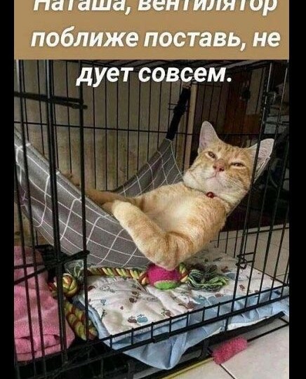 Мяу-позитивчик,новая подборка смешных мемов