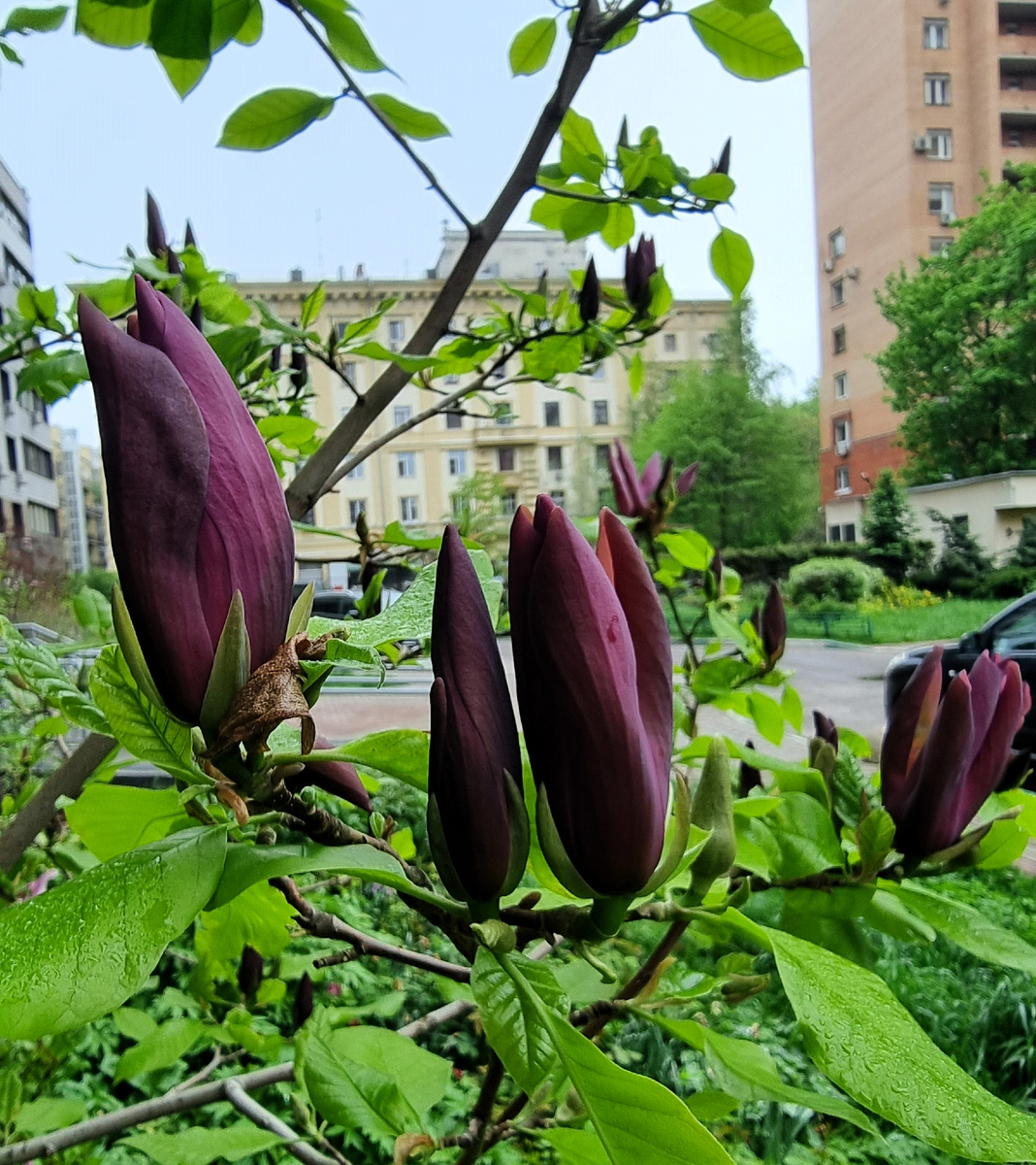 Магнолия 'Black Beauty'. Москва. Май.