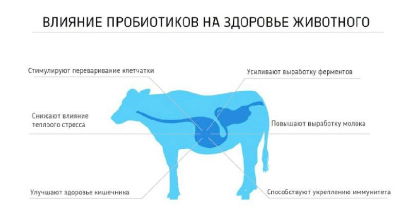 Влияние пробиотиков на организм коровы