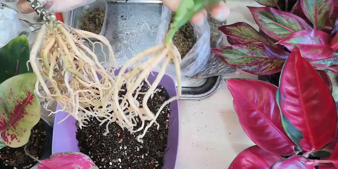 Можно ли рассаживать аглаонему и как это сделать аккуратно: полное руководство по безопасному размножению