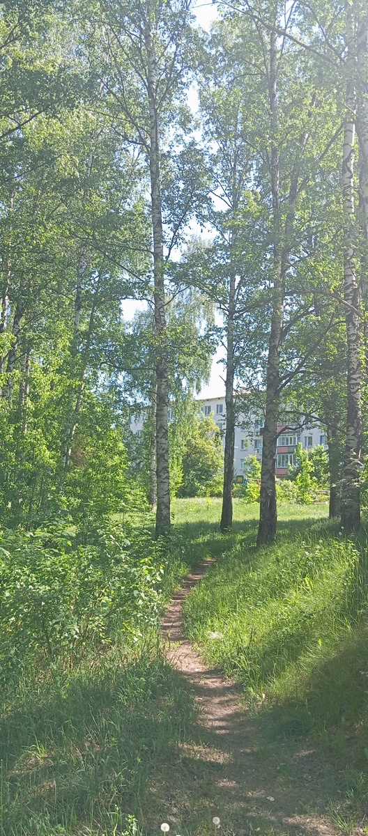 Берёзовая роща рядом с моим домом. Чудесное место, где можно гулять