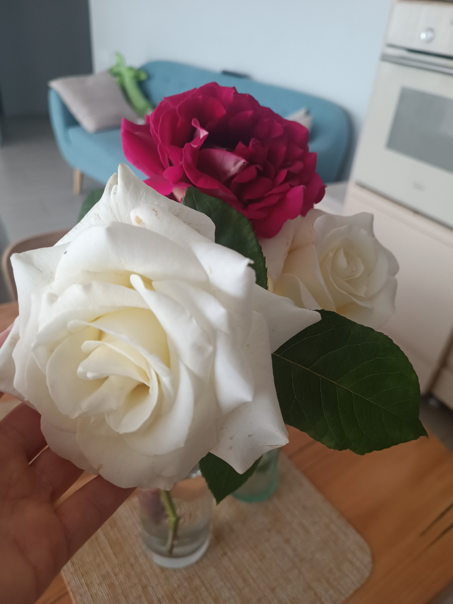 Белая - это Анастасия. В этом году не будет таких крупных цветов🥺