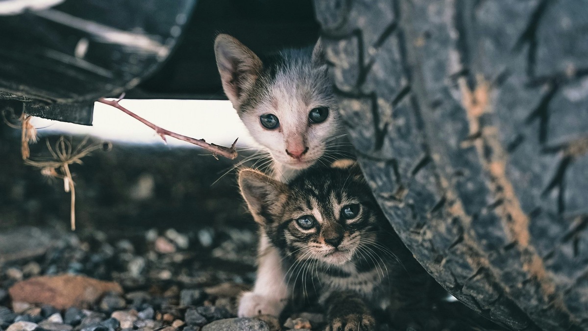    Котята могут искать укрытие в самых неожиданных местах