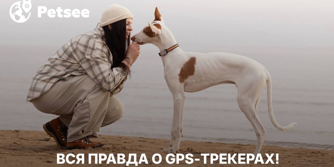 Ошейник за 1490 ₽ спасет собаку? Мы разобрали дешевые GPS-трекеры!