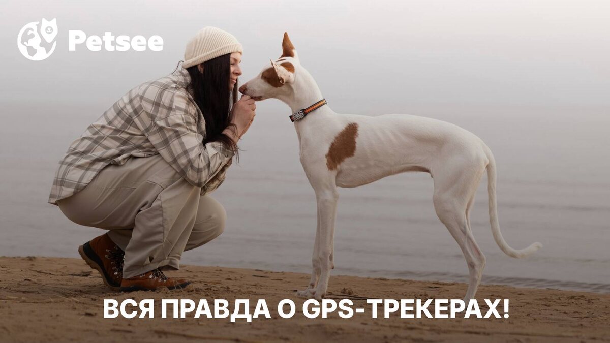 Ошейник за 1490 ₽ спасет собаку? Мы разобрали дешевые GPS-трекеры и поняли, почему все не так просто