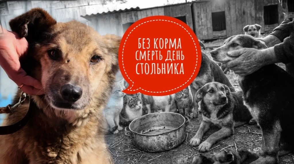 День стольника. Сбор на корм. На извечный корм. Пожалуйста, примите участие!