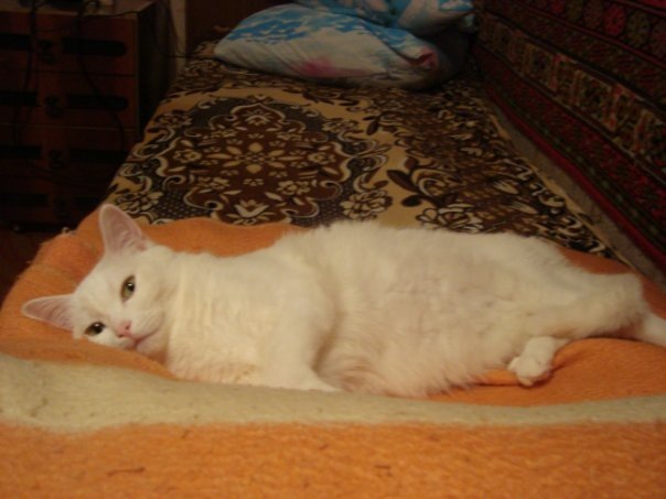 Зая