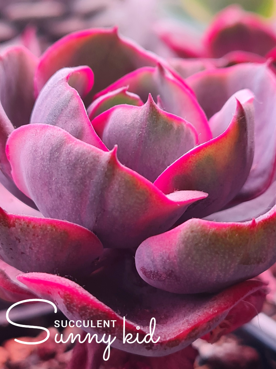 Echeveria Beyonce