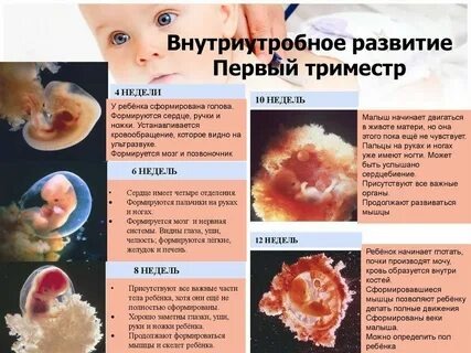 Развитие плода с 1-13 неделю.