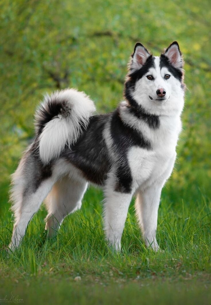 Якутская лайка