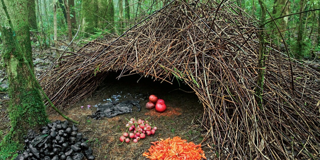Зачем шалашники строят шалаш, если не живут в нём