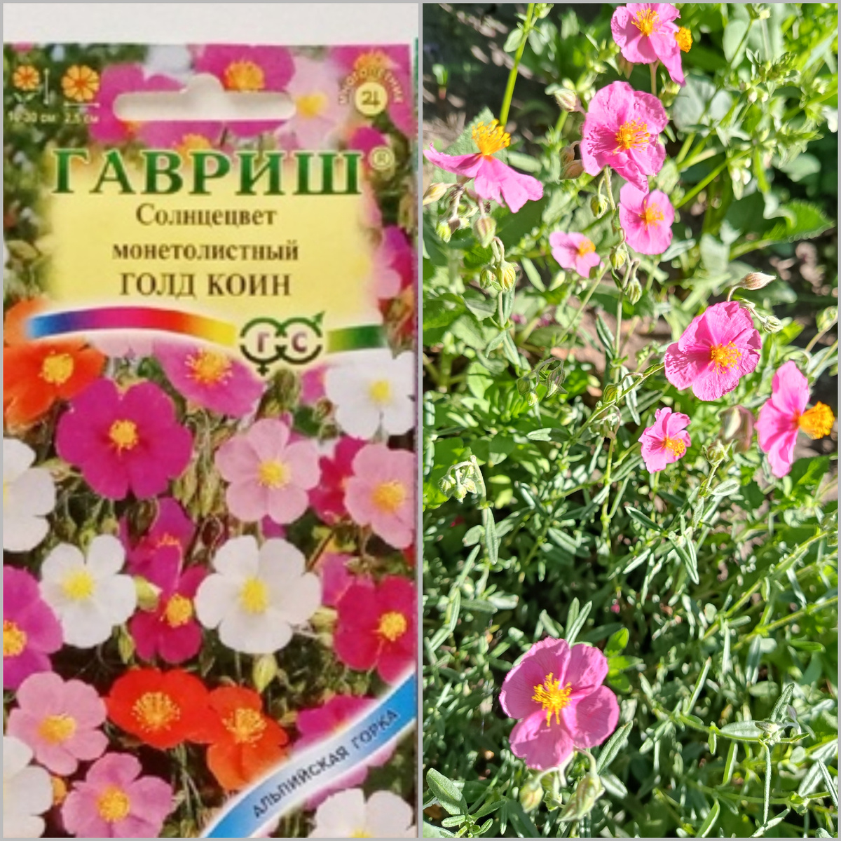 Коллаж автора
