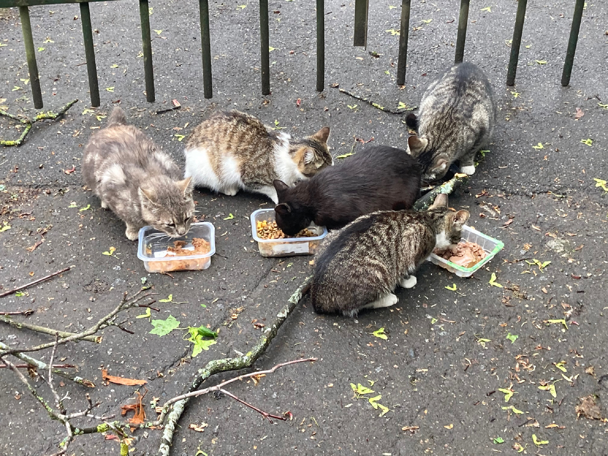 Мои котики утром