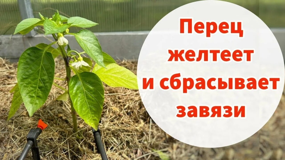 Было такое с кем нибудь?