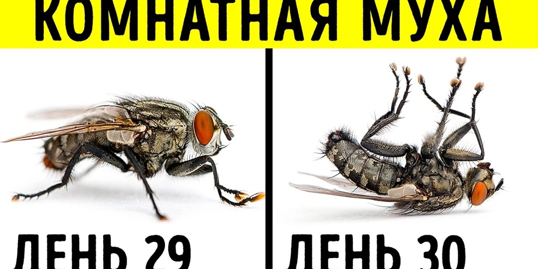 17 редких фактов, которые заставят вас задуматься