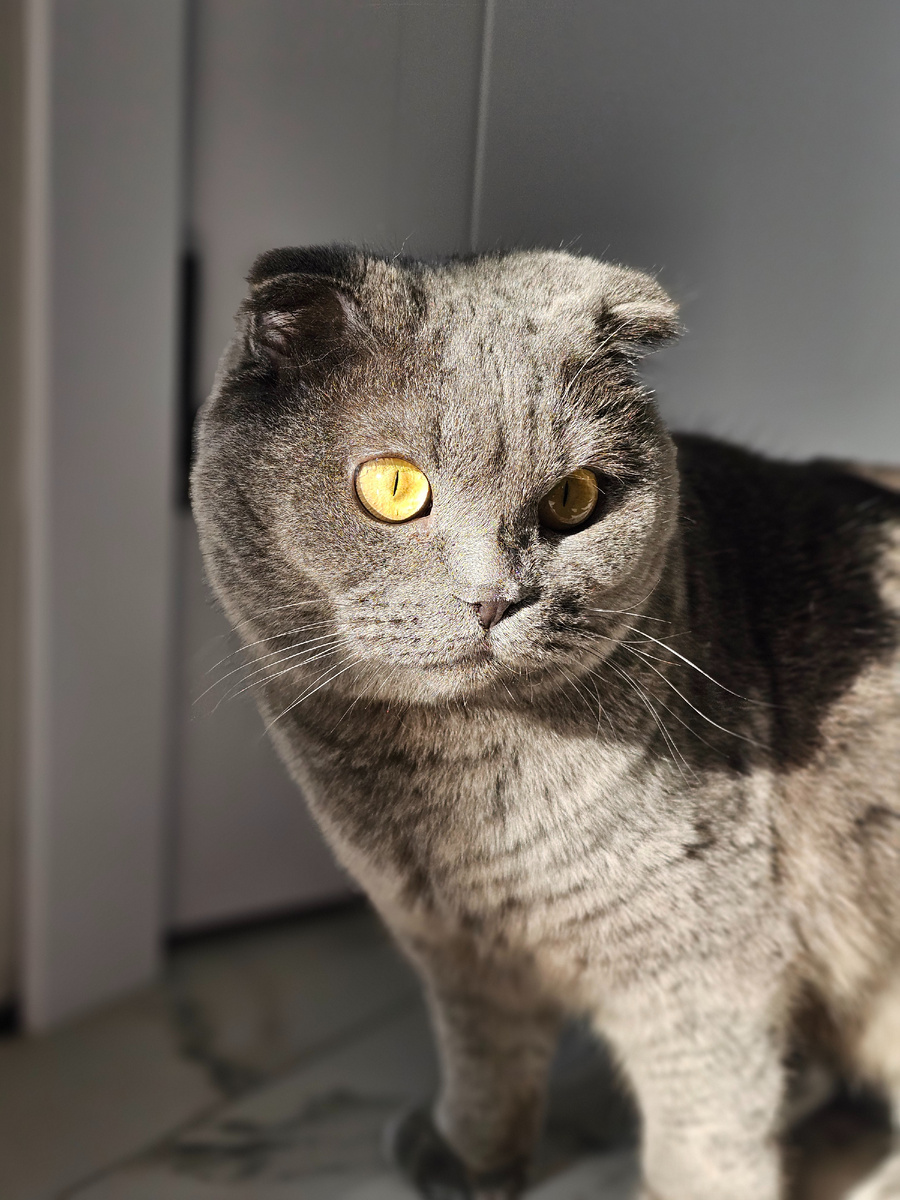Грей