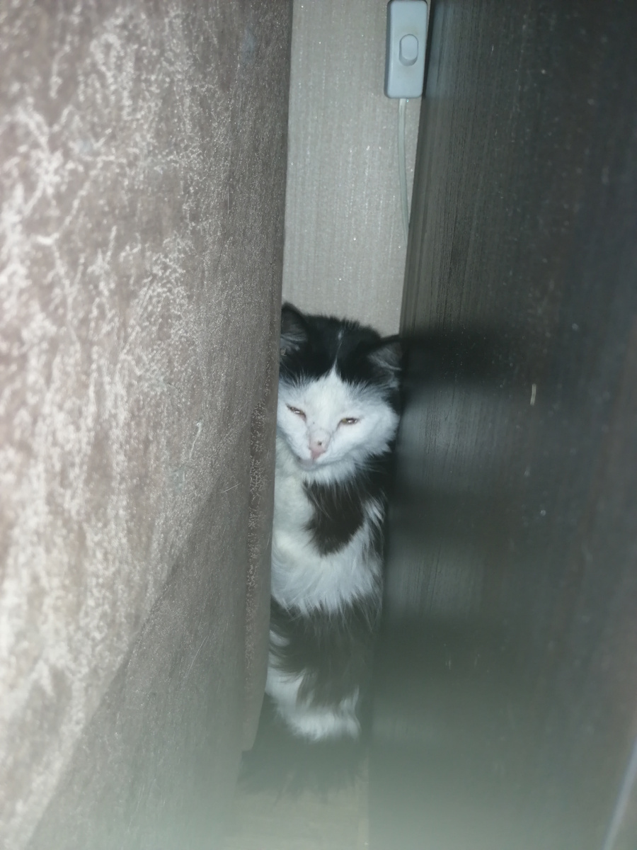 Напугалась, бедная кошечка.