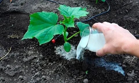 Основные подкормки огурцов на весь сезон для богатого урожая