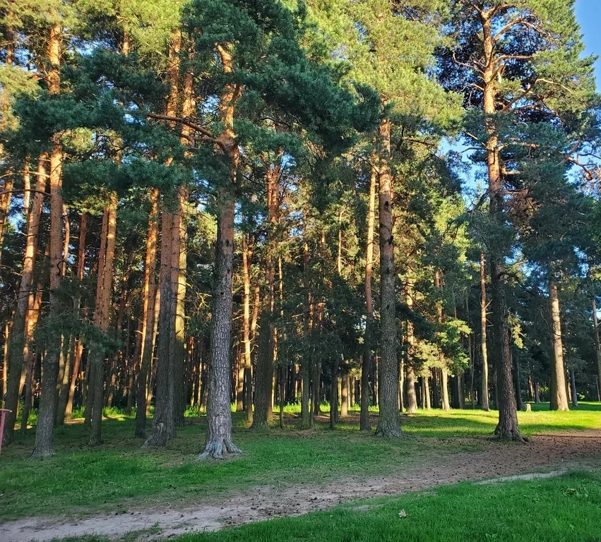 Комсомольская роща ( она же МАлицкий лес). Фото из открытых источников интернет