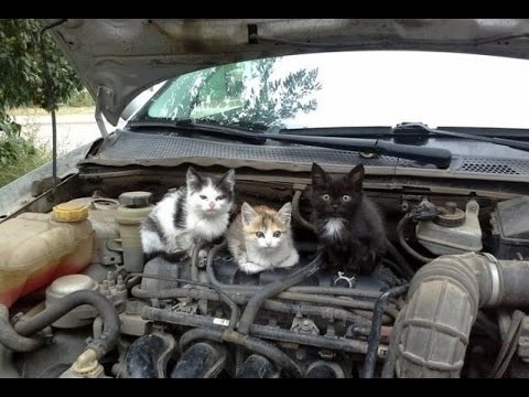 Как защитить авто от кошек и собак - ставим ультразвук, сетки или мажем капот.