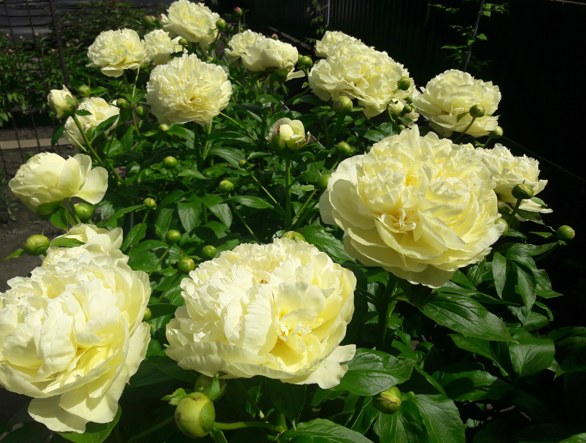 пион Lemon Chiffon /Лемон Шифон/